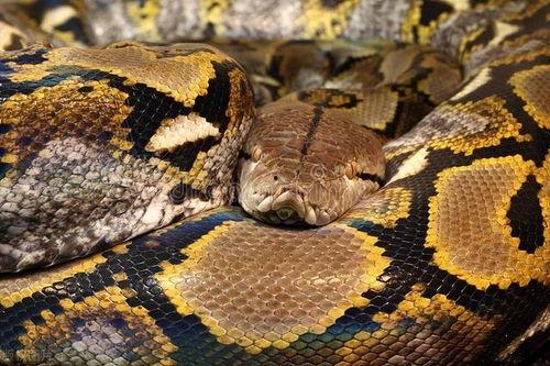 国产宠物蛇集锦图片视频,奇形怪状，各具特色  第1张