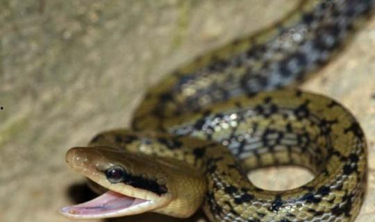 国产宠物蛇集锦图片视频,奇形怪状，各具特色  第3张