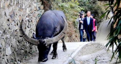 国产高清老牛视频,重温经典，感受岁月流转中的温馨回忆  第3张