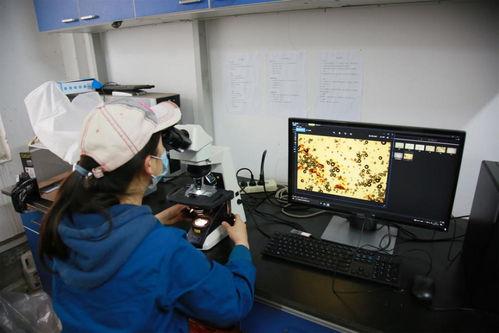 国产体检在线视频播放,国产在线视频播放引领健康生活潮流