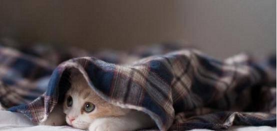 国产猫被毒害视频大全,揭开残忍真相