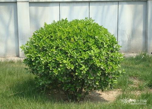 国产小冬青怎么养护视频,视频教程详解