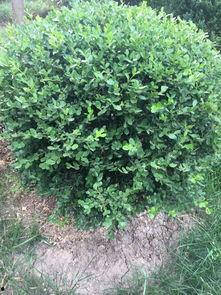 国产小冬青怎么养护视频,视频教程详解