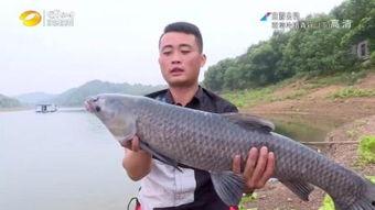 精品国产青鱼视频,精品视频中的生态画卷