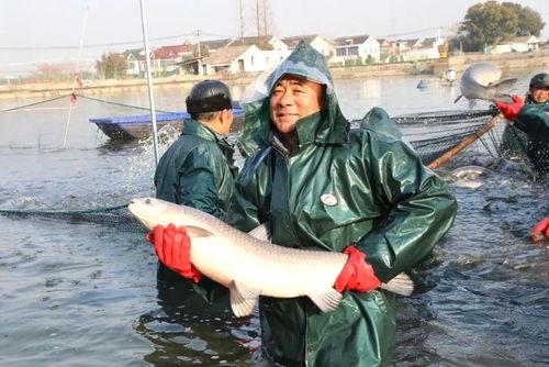 精品国产青鱼视频,精品视频中的生态画卷