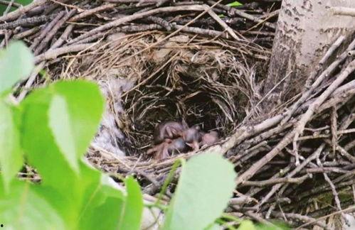 老鸦窝在线视频观看国产