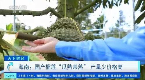 老鸦窝在线视频观看国产