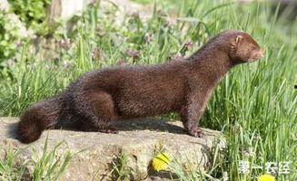 国产小白貂怎么养殖视频,视频揭秘国产养殖技巧  第1张