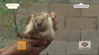 国产小白貂怎么养殖视频,视频揭秘国产养殖技巧  第2张