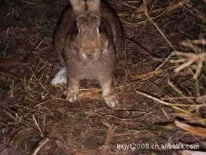 国产小白貂怎么养殖视频,视频揭秘国产养殖技巧  第3张