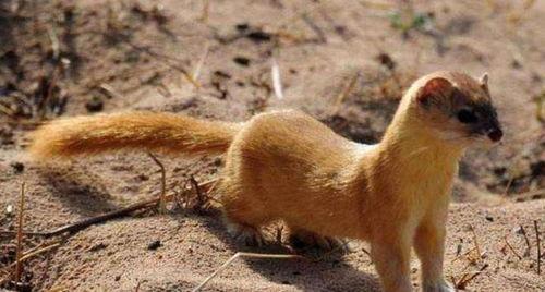 国产黄鼠狼视频  第1张