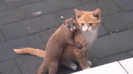 国产黄鼠狼视频  第2张