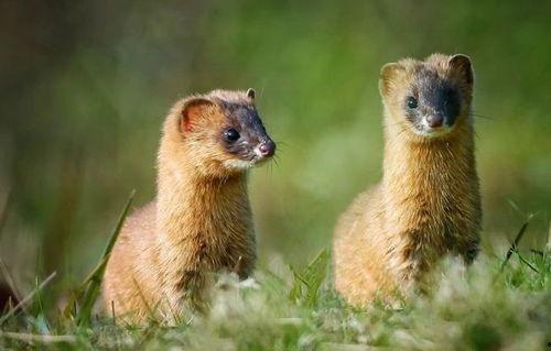 国产黄鼠狼视频  第3张