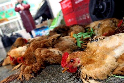 国产活禽养殖视频,探寻传统与现代共融的养殖之道