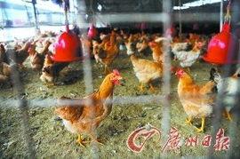 国产活禽养殖视频,探寻传统与现代共融的养殖之道