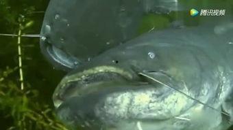 国产鲶鱼大全视频网站,探索水族世界的多样魅力