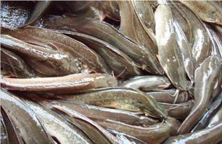 国产鲶鱼大全视频网站,探索水族世界的多样魅力